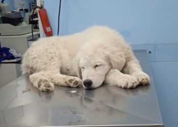La cagnolina Psyche trovata con una gamba spezzata, shock in paese