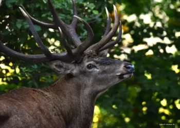 Caccia al cervo in Abruzzo, il Consiglio di Stato dice no