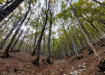 Pubblicato l’Elenco 2024 degli Alberi Monumentali d’Italia: 404 nuovi ingressi e 4.655 esemplari tutelati