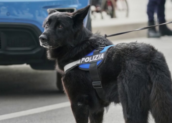Movida sicura, controlli antidroga della polizia in centro insieme al cane Ayrton