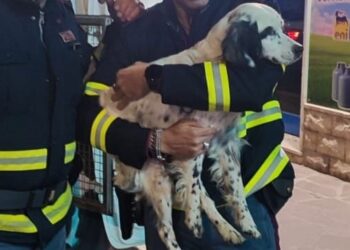 I poliziotti salvano un cucciolo che vagava sulla circonvallazione