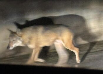 Lupo a spasso tra le vie del paese: stupore e fascino nella notte