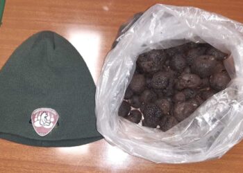 Dal Lazio in Abruzzo per raccogliere tartufi nel Parco senza autorizzazione: multe salate per due persone