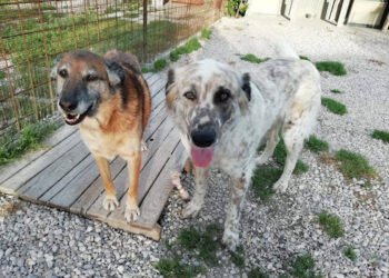 Nuovo canile comunale: “Ennesimo proclama senza presupposto”