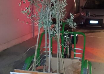 Il Natale dà i suoi frutti, progetto promosso dalle guide del Borsacchio: sostenibilità e amore per l’ambiente