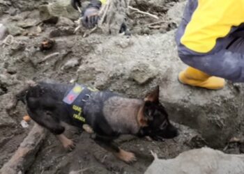 Tragedia Gran Sasso: il cane Sparta trova i corpi dei due alpinisti dispersi nella Valle dell’Inferno