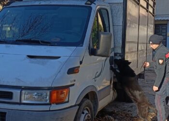 Il cane Gipsy scova un furgone pieno di droga e fa arrestare il conducente