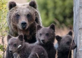 Sit-in “Giustizia per Amarena”: gli animalisti e gli ambientalisti al processo del 23 dicembre