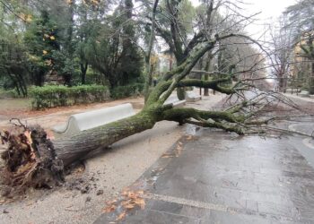Forte vento, disagi e alberi caduti: chiusi cimitero e parchi a Chieti