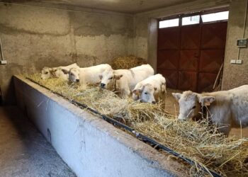 Psr Abruzzo, Imprudente: finanziati con 24 milioni investimenti strutturali per 32 aziende agricole