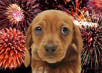 Botti di Capodanno, ecco come difendere i nostri animali