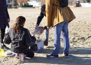 Cittadini soccorrono un gabbiano ferito, critiche per la chiusura del Cras