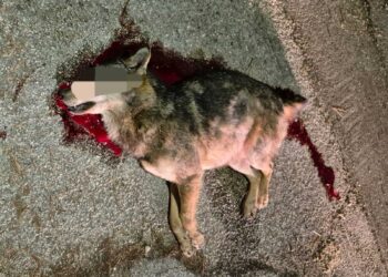 Investe un lupo, lo lascia morire sulla strada e fugge: trovato dai residenti