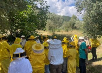 Al via corsi di apicoltura, lezioni on line e in presenza: come iscriversi e dove partecipare