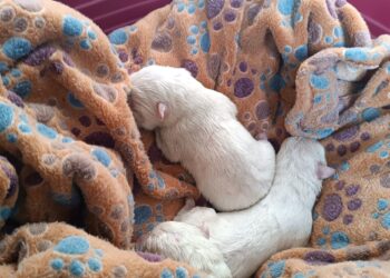 Cinque cagnolini appena nati abbandonati al gelo, quattro muoiono e uno lotta per la vita