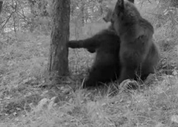 L’orsa Barbara diventa mamma, apprensione per la sorte di uno degli orsetti: le immagini