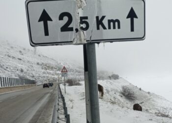 Guardia Agroforestale, la fine per gli esemplari di equini nell’aquilano