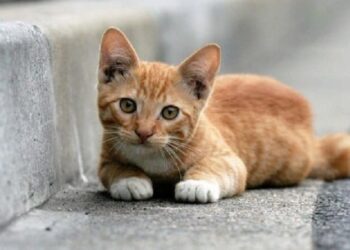 Gatti impallinati a Pineto, scatta la denuncia di LNDC Animal Protection