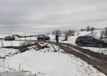 Libera la mandria con bovini malati, denunciato un allevatore