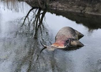Rinvenuti bovini morti nel parco nazionale d’Abruzzo Lazio e Molise