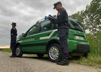 Carabinieri tutela forestale e parchi, il bilancio del 2024: 118mila controlli e sanzioni per oltre un milione e mezzo