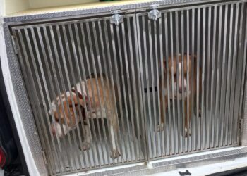 Due pitbull incustoditi terrorizzano i cittadini e causano danni, accalappiati