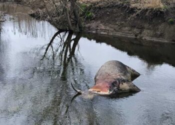 Trovati bovini morti nel fiume, timore per epidemia TBC: rischio per la fauna selvatica