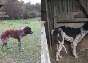 Maltrattamento cani in un’azienda zootecnica, denunciata la proprietaria