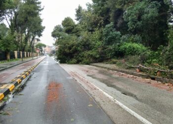 Emergenza maltempo, a Pescara caduti altri due alberi in zona Pineta