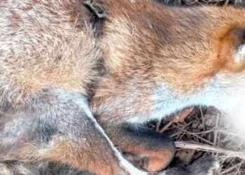 Volpe uccisa da una trappola a laccio, Animal Protection: sofferenza atroce, si faccia giustizia