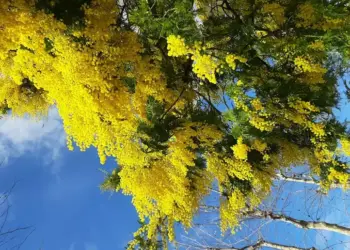 Festa della donna, imprese artigiane femminili: Abruzzo prima in Italia