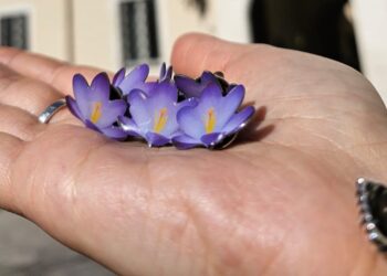 Anniversario del terremoto dell’Aquila: spille Fiore della memoria in distribuzione nelle farmacie comunali e tabaccherie