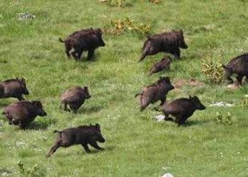 Campi devastati e greggi attaccate, associazioni: fauna selvatica fuori controllo. Mobilitazione del mondo agricolo