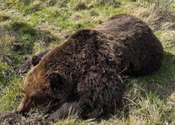Passanti trovano un orso marsicano morto: accertamenti in corso