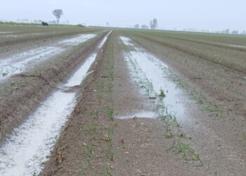 Campi distrutti dalla violenta grandinata nel Fucino, Coldiretti chiede lo stato di calamità
