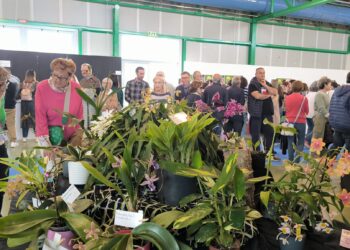 Alla Mostra del Fiore-Florviva 2025 di Pescara grande protagonista il bonsai