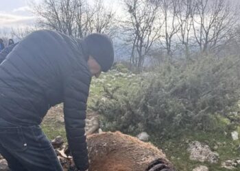 Cavalli morti o agonizzanti, l’attivista Enrico Rizzi: “Ora basta! Il 19 aprile tutti all’Aquila”