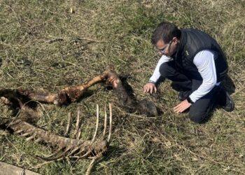 Cavali agonizzanti e animali morti sparsi ovunque, l’attivista Enrico Rizzi fa conoscere l’orrore dell’Aquila all’Italia