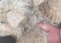 Animalisti sul piede di guerra, “ancora orrore a Roio, gli animali continuano a morire”