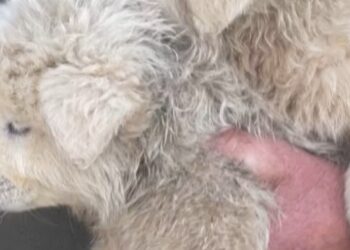 Animalisti sul piede di guerra, “ancora orrore a Roio, gli animali continuano a morire”