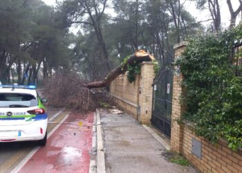 Maltempo e alberi crollati, lunedì 7 aprile a Pescara niente mercato in via Pepe