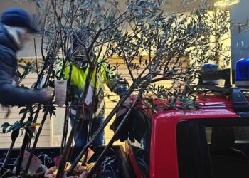 Ladri colpiscono ancora la sede delle Guide del Borsacchio: rubati 24 alberi del progetto Il Natale dà i suoi frutti