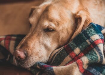 Zero cani in canile, ecco il traguardo virtuoso di un comune abruzzese