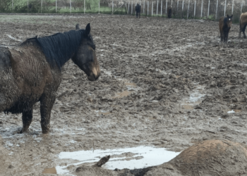 Allevamento di cavalli a Roio, la Asl: “Il nostro servizio ha fatto tutti gli interventi consentiti e previsti dalla legge”