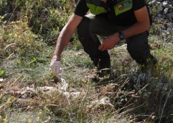 Trovato un lupo morto ad Aschi, si cercano eventuali esche contaminate: in campo il nucleo cinofilo antiveleno