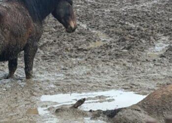 Conferenza delle Democratiche aderisce alla manifestazione convocata dalle Associazioni animaliste il 19 aprile