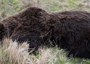 Orso morto, il Parco nazionale: “esclusi, per ora, fori riconducibili ad arma da fuoco, controlli antiveleno sul territorio”