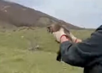 Una poiana trovata in difficoltà a Pescasseroli torna a volare: liberata dai guardiaparco (V1DEO)