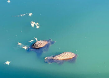 Orso morto a Ortona, cuccioli annegati e orsetta abbandonata: Ispra analizza i tre eventi