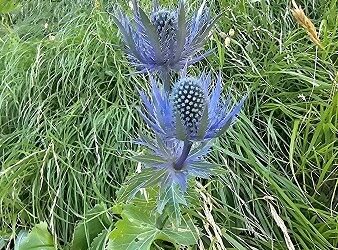 Scoperto nel Parco nazionale del Gran Sasso e Monti della Laga il rarissimo Eringio alpino